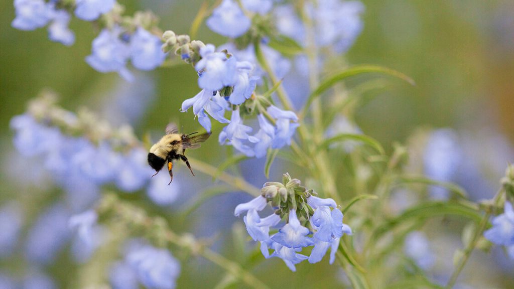 Pollinator-Friendly Practices